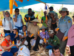 Gubernur Mathius Fakhiri Turun ke Ladang Jagung di Keerom, Papua Bidik Jadi Lumbung Pangan Baru