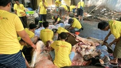 DPD Partai Golkar DKI Distribusikan 57 Sapi dan 60 Kambing untuk Warga Jakarta